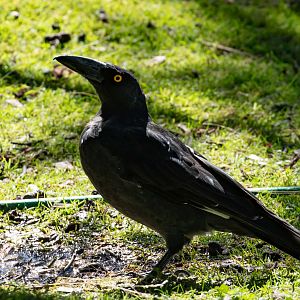 Black Currawong