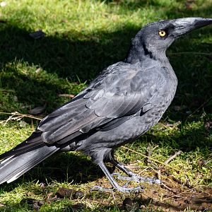 Black Currawong
