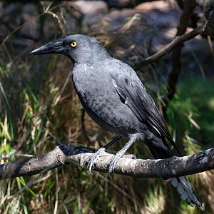 Black Currawong