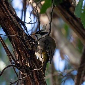Strong-billed Honeyeater juvenile