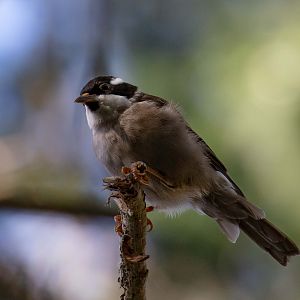 Strong-billed Honeyeater