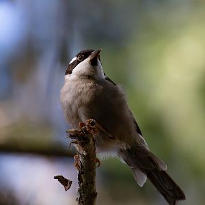 Strong-billed Honeyeater