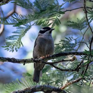 Strong-billed Honeyeater