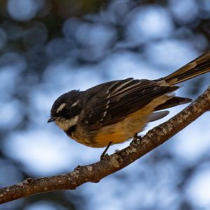 Grey Fantail