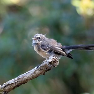 Grey Fantail juvenile