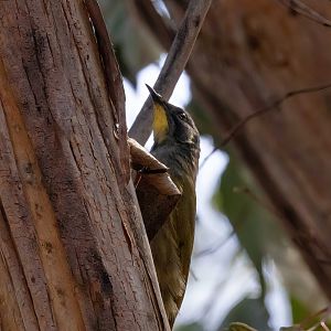 Yellow-throated Honeyeater