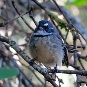 Grey Fantail