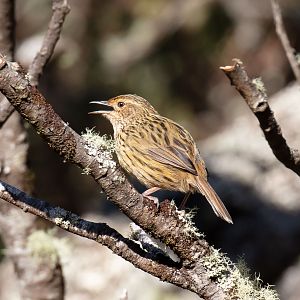 Striated Fieldwren