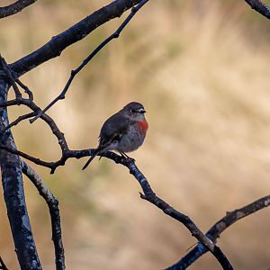 Scarlet Robin female