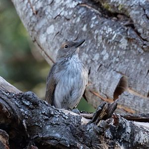 Grey Shrike-thrush immature