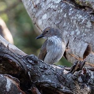 Grey Shrike-thrush immature