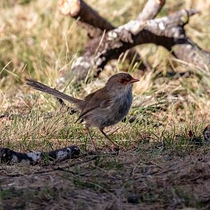 Superb Blue Wren female