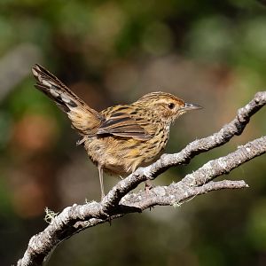 Striated Fieldwren
