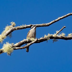 Strong-billed Honeyeater