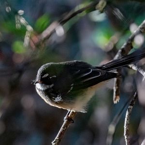 Grey Fantail