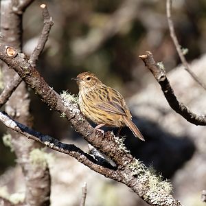 Striated Fieldwren