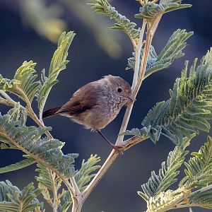 Tasmanian Thornbill