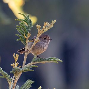 Tasmanian Thornbill