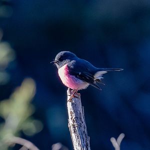 Pink Robin