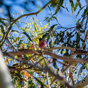 Pink Robin
