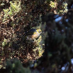 Silvereye