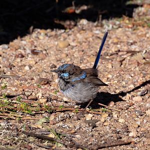 Superb Blue wren male in eclipse