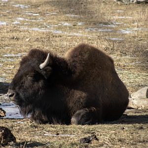American Bison