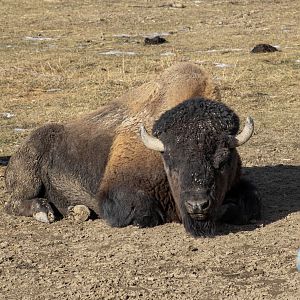 American Bison