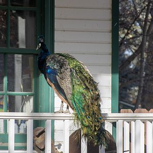 Peafowl