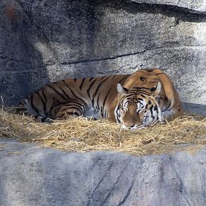 Amur Tiger