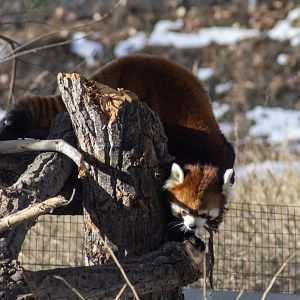 Red Panda