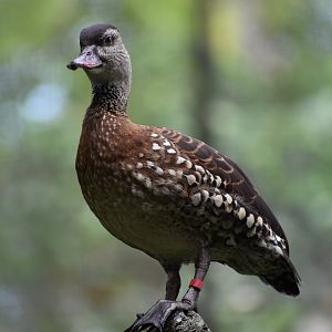 Spotted Whistling Duck