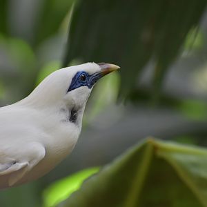 Bali Myna