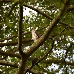 Wild Crested Goshawk