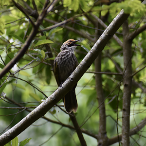 Wild Straw Headed Bulbul