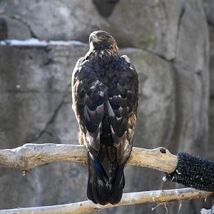 Golden Eagle