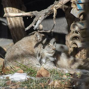 Canada Lynx