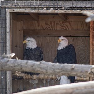 Bald Eagles