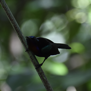 Copper Throated Sunbird ~ Sungei Buloh Wetland Reserve