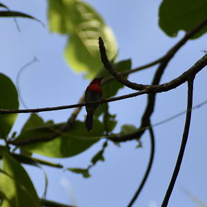 Crimson Sunbird ~ Sungei Buloh Wetland Reserve