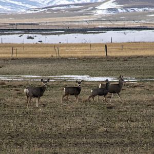 Mule Deer - Montana