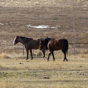Horses (and Prairie Dogs) - Montana
