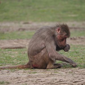 Hamadryas baboon (Papio hamadryas), 2024-04-06