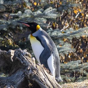 King Penguin