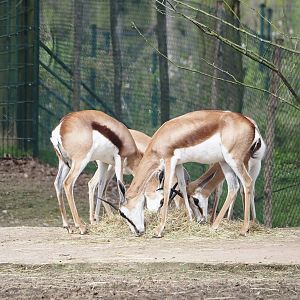 Springbok  (Antidorcas marsupialis), 2024-04-06