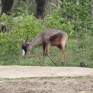 Melanistic Springbok  (Antidorcas marsupialis), 2024-04-06