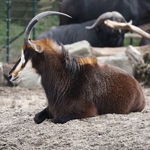 Black sable antelope (Hippotragus niger niger), 2024-04-06
