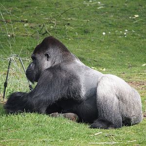 Western lowland gorilla silverback (Gorilla gorilla gorilla), 2024-04-06
