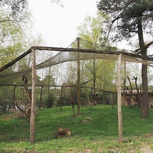Abyssinian ground hornbill aviary, 2024-04-06