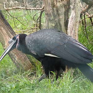 Abyssinian ground hornbill (Bucorvus abyssinicus), 2024-04-06